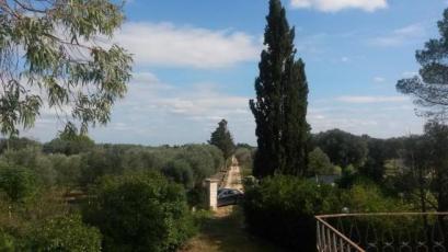 Villa Giustini driveway and olives